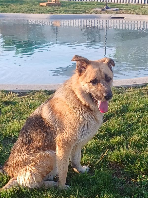 BUBU adozione del cuore per un cane giocoso Foto 2